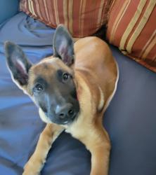 Lost Male Dog last seen Barnes Bridge Shiloh, Dallas, TX 75228
