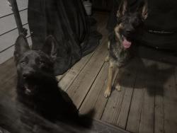 Reunited Male Dog last seen Colfax and Havana, Aurora, CO 80010