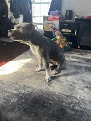 Reunited Female Dog last seen Sandra cr, Indian Head, MD 20640
