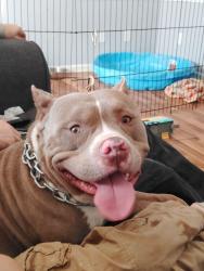 Reunited Male Dog last seen 34th and moller, Indianapolis, IN 46224