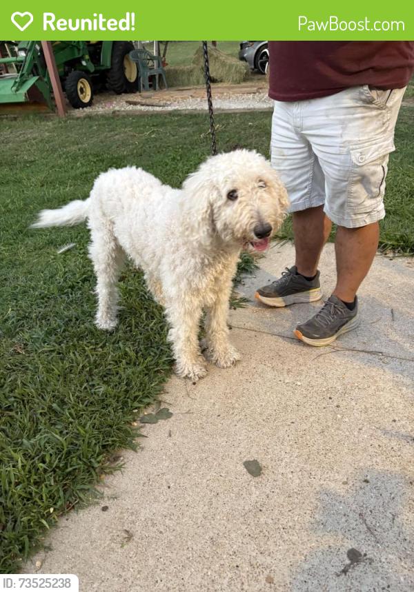 Reunited Male Dog last seen Near Roots Garden Center, Burleson, TX 76028