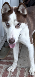 Found/Stray Male Dog last seen Briggs Ave. Durham NC, Durham, NC 27701