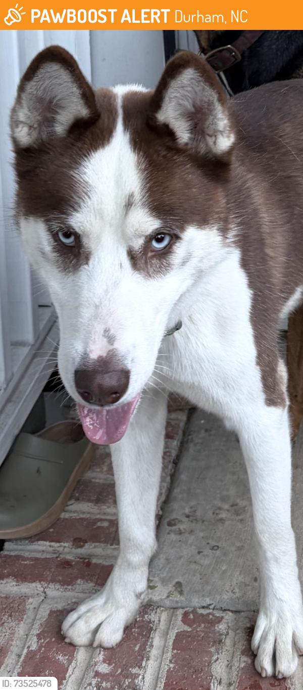 Found/Stray Male Dog last seen Briggs Ave. Durham NC, Durham, NC 27701