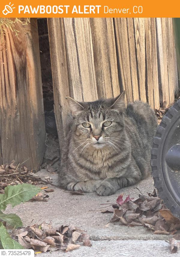 Found/Stray Unknown Cat last seen Near du campus, Denver, CO 80210