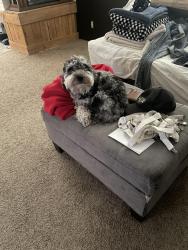 Reunited Male Dog last seen Crescentwood Village, Sandy, UT 84070