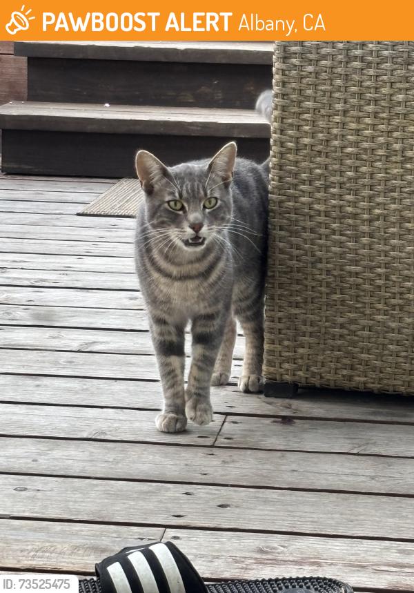 Found/Stray Male Cat last seen Tulare at Marin, Albany, CA 94707