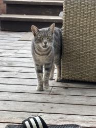 Found/Stray Male Cat last seen Tulare at Marin, Albany, CA 94707