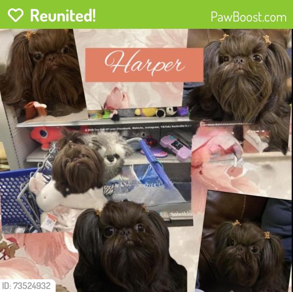 Reunited Female Dog last seen Chocolate, Murfreesboro, TN 37130