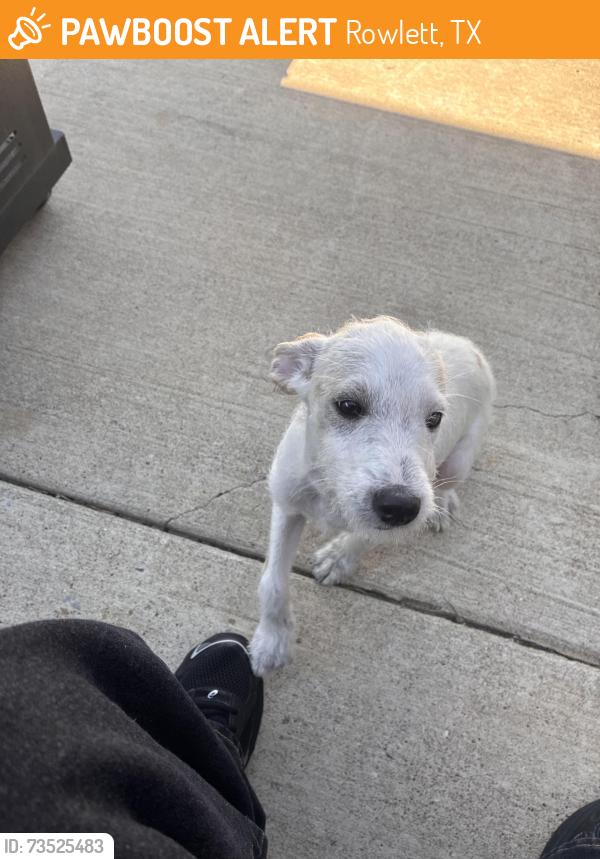 Found/Stray Male Dog last seen Near Mercurys road, Rowlett, TX 75089