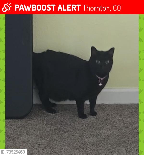 Lost Female Cat last seen 77th & Washington, Thornton, CO 80229