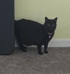 Lost Female Cat last seen 77th & Washington, Thornton, CO 80229