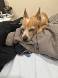 Reunited Male Dog last seen 81st and St.Andrews, Los Angeles, CA 90047