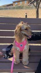 Lost Female Dog last seen Southern, Phoenix, AZ 85339