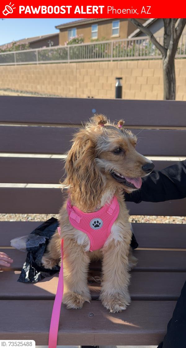 Lost Female Dog last seen Southern, Phoenix, AZ 85339