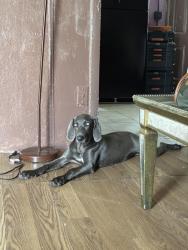Lost Female Dog last seen Near Dunad Ave opa locka Florida 33054, Opa-locka, FL 33054