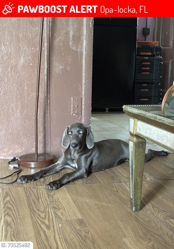 Lost Female Dog last seen Near Dunad Ave opa locka Florida 33054, Opa-locka, FL 33054
