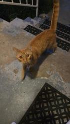 Found/Stray Male Cat last seen Near Plaza and Palm, National City, CA 91950
