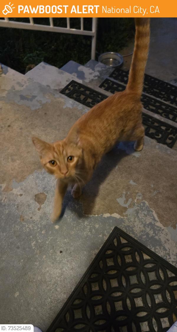 Found/Stray Male Cat last seen Near Plaza and Palm, National City, CA 91950