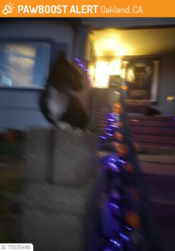 Found/Stray Unknown Cat last seen Midvale, Oakland, CA 94602
