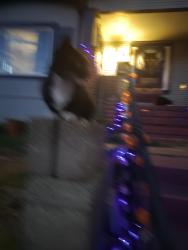 Found/Stray Unknown Cat last seen Midvale, Oakland, CA 94602