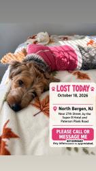Lost Female Dog last seen Near Jane St, North Bergen, North Bergen, NJ 07047