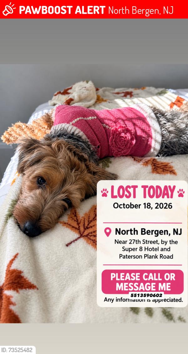 Lost Female Dog last seen Near Jane St, North Bergen, North Bergen, NJ 07047