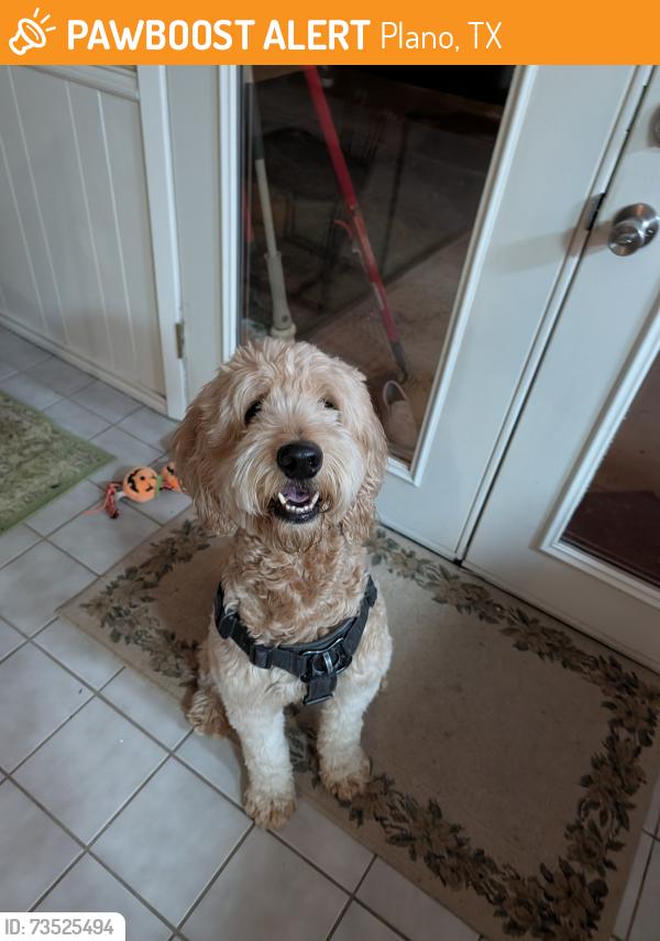 Found/Stray Male Dog last seen On pioneer St off of Parker rd, Plano, TX 75023