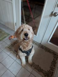 Found/Stray Male Dog last seen On pioneer St off of Parker rd, Plano, TX 75023