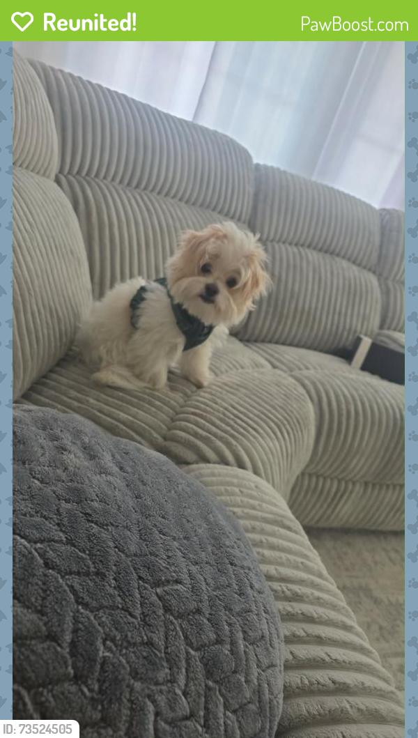 Reunited Male Dog last seen Rancho Cucamonga, Rancho Cucamonga, CA 91730