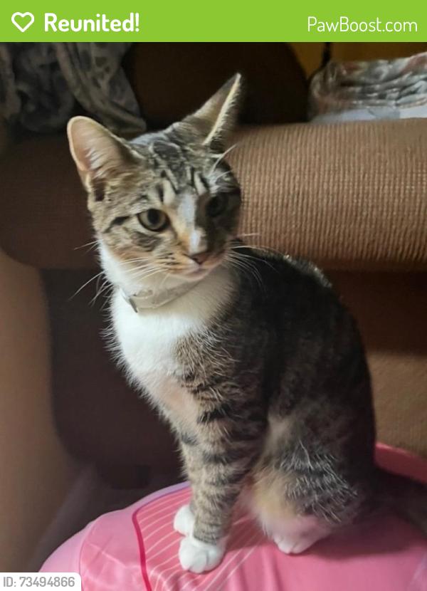 Reunited Female Cat last seen Near Terrace Ave, West Haven, CT 06516, USA, West Haven, CT 06516