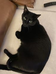 Reunited Female Cat last seen Lucy apmts, Pine Hill Drive NW, Post office in Kennesaw, Kennesaw, GA 30144