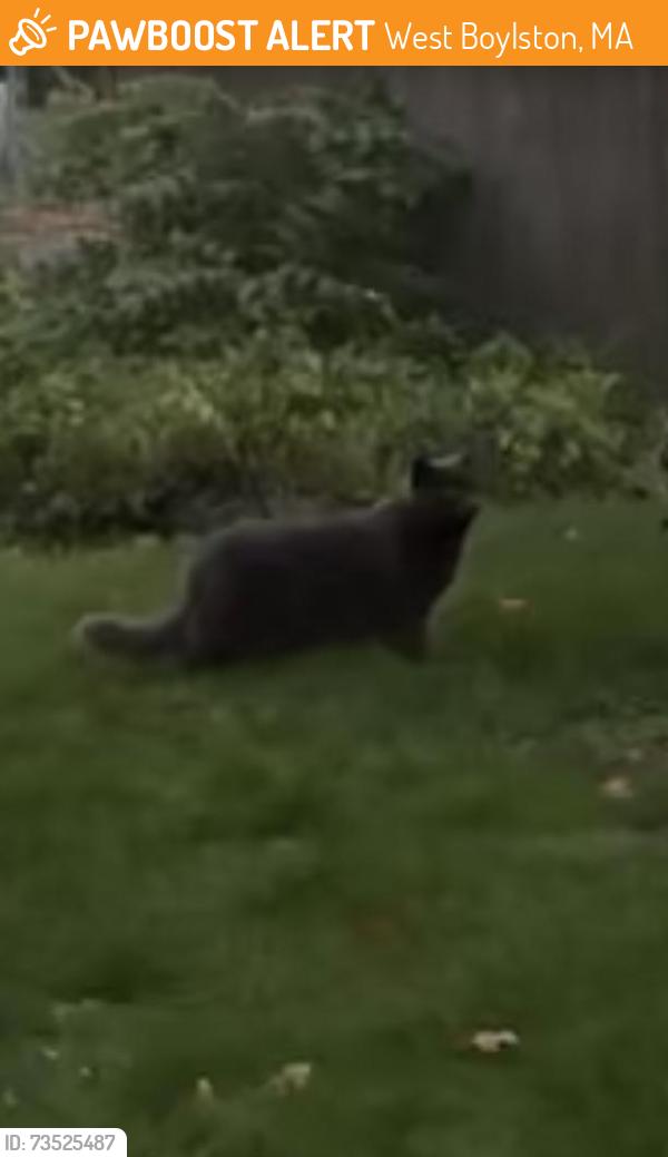 Found/Stray Unknown Cat last seen Pinecroft Dairy in West Boylston, West Boylston, MA 01583