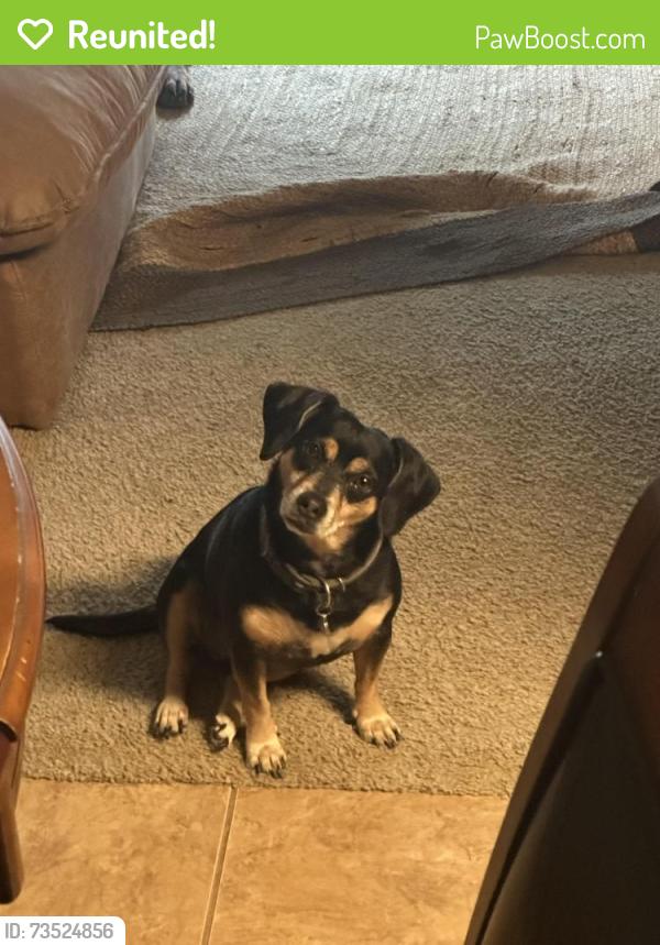 Reunited Female Dog last seen Near W Melissa Rd, Yardly Stoneridge, Melissa, TX 75454