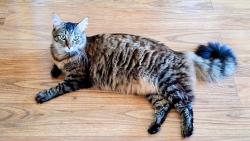 Lost Female Cat last seen at home, in Barefoot Bay, Micco, FL 32976