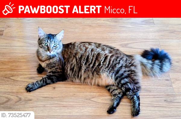 Lost Female Cat last seen at home, in Barefoot Bay, Micco, FL 32976