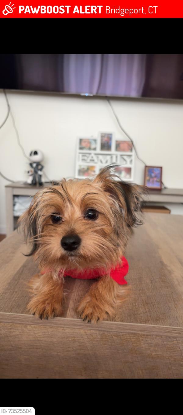 Lost Male Dog last seen Omen street, Bridgeport, CT 06606