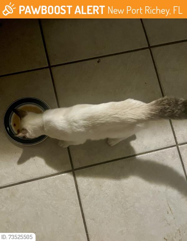Found/Stray Male Cat last seen River rd and Gulf, New Port Richey, FL 34652