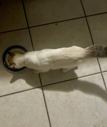 Found/Stray Male Cat last seen River rd and Gulf, New Port Richey, FL 34652