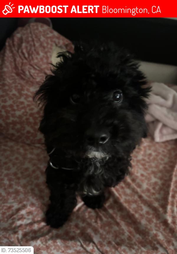Lost Male Dog last seen church street & marygold, Bloomington, CA 92316