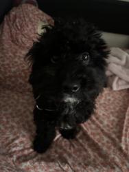 Lost Male Dog last seen church street & marygold, Bloomington, CA 92316