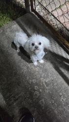 Found/Stray Male Dog last seen Near st ave, Fort Lauderdale, FL 33317