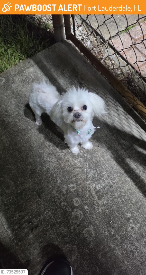 Found/Stray Male Dog last seen Near st ave, Fort Lauderdale, FL 33317
