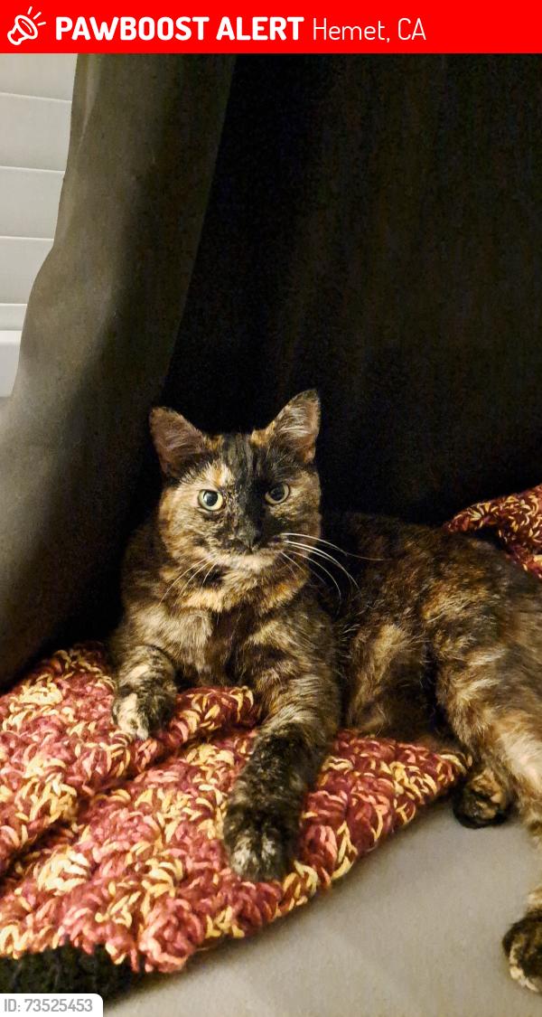 Lost Female Cat last seen Columbia Street & Stetson Avenue. Nearest landmark is BFC Church., Hemet, CA 92544