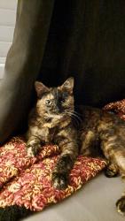 Lost Female Cat last seen Columbia Street & Stetson Avenue. Nearest landmark is BFC Church., Hemet, CA 92544