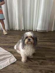 Reunited Male Dog last seen Near University and Tanglewood, Odessa, TX 79761