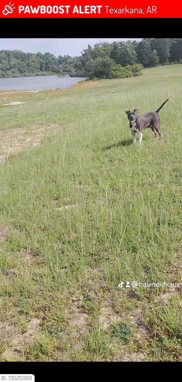 Lost Female Dog last seen Near county ave terxakana Arkansas, Texarkana, AR 71854
