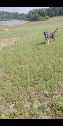 Lost Female Dog last seen Near county ave terxakana Arkansas, Texarkana, AR 71854