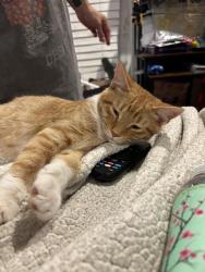 Lost Male Cat last seen Scenic Ridge Rd, Knoxville, TN 37912