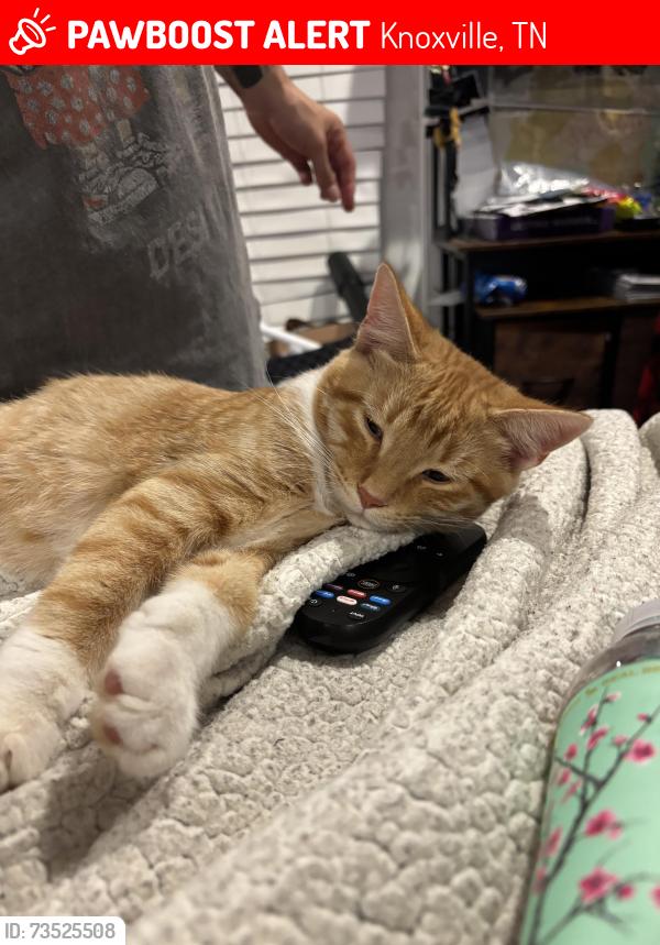 Lost Male Cat last seen Scenic Ridge Rd, Knoxville, TN 37912