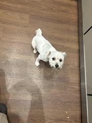 Reunited Male Dog last seen Lower price hill, Cincinnati, OH 45204